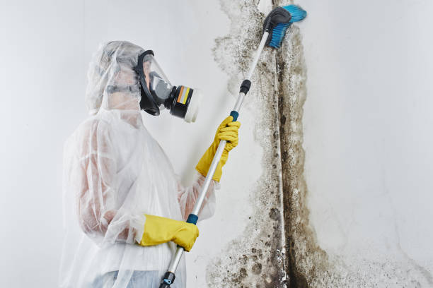 Best Mold Removal and Inspection  in Danville, AR