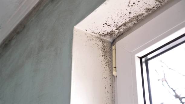 Best Fast Mold Removal  in Danville, AR