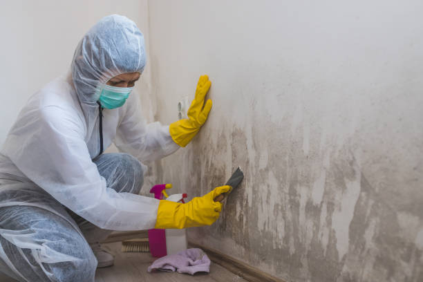 Mold Removal and Inspection in Danville, AR