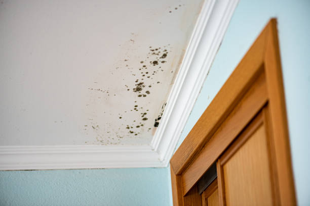 Best Mold Damage Repair  in Danville, AR