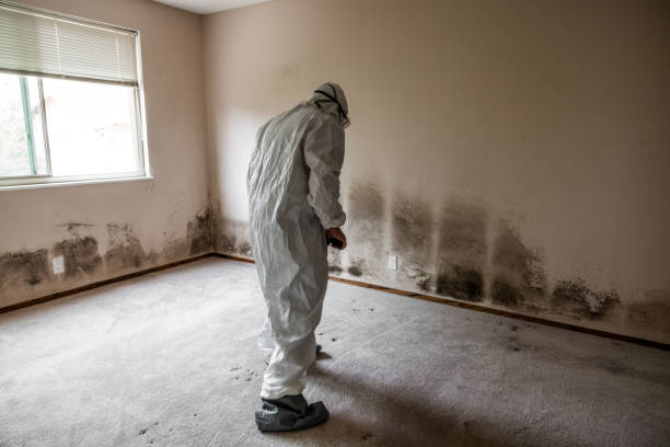 Mold Removal Process in Danville, AR