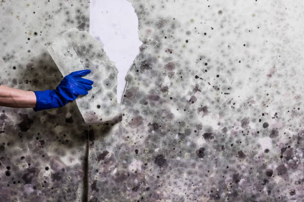 Best Fast Mold Removal  in Danville, AR