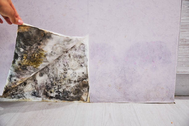 Best Black Mold Removal  in Danville, AR